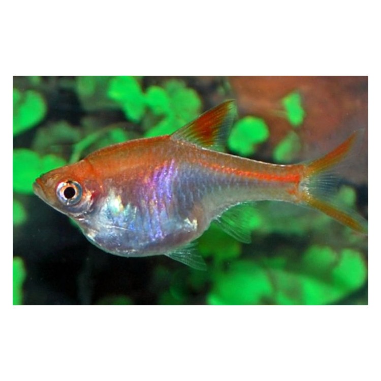 Rasbora heteromorpha gold - imagine 4